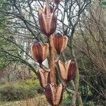 Cardiocrinum giganteum Frucht