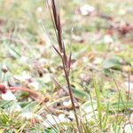 Ptilagrostis yadongensis Habit