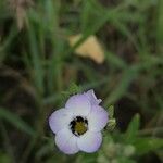 Gilia tricolor 花