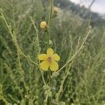 Verbascum sinuatumЦветок