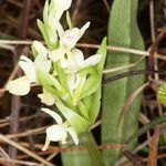 Dactylorhiza insularis Flower