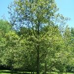 Quercus arkansana عادت داشتن