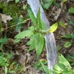 Lysimachia quadrifolia Leaf