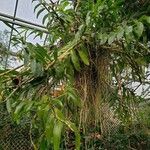 Dendrobium nobile Habitat