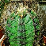 Astrophytum capricorne Tervik taim