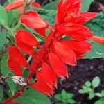 Salvia splendens Květ