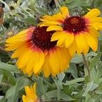 Gaillardia aristata 花