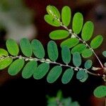 Phyllanthus stipulatus Φύλλο