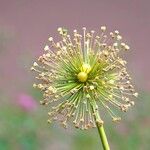 Allium flavum Flor