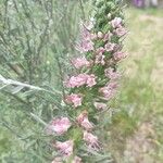 Echium boissieri Cvijet