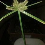 Cyperus alopecuroides Листок