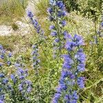 Echium vulgareFiore