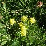 Bupleurum ranunculoides 花