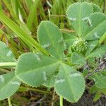 Trifolium fucatum Deilen