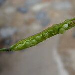 Brassica fruticulosa Fruit