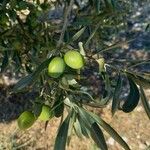 Olea europaea Frucht