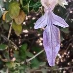 Teucrium fruticans花