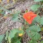 Ipomoea hederifoliaBlüte