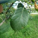 Cordia africana برگ