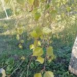 Betula pubescens 葉