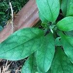 Myosotis latifolia Hoja