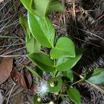 Psidium salutare Hábito