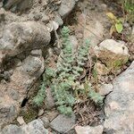 Galium canum Leaf