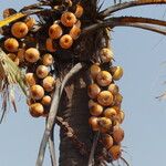 Borassus aethiopum Fruit