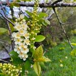 Prunus virginianaКвітка