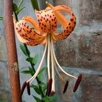 Lilium lancifolium Blomst