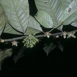 Guatteria punctata 葉