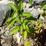 Antirrhinum majus Leaf