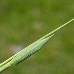 Phleum alpinum Feuille