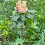 Rhododendron ferrugineum অভ্যাস