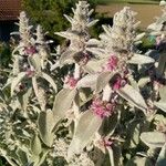 Stachys byzantinaFlower