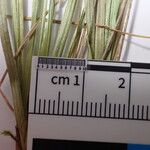 Carex esenbeckii Прочее