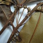 Manilkara paraensis Other