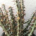 Euphorbia aeruginosa Blatt