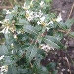 Osmanthus delavayi Levél