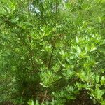 Feretia apodanthera Otro