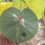 Ficus abutilifolia Blatt