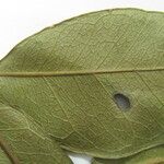 Abarema mataybifolia अन्य