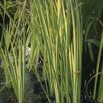 Acorus calamus Blatt