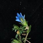 Gentiana meiantha موطن