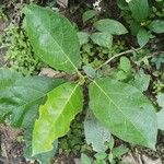 Ficus hispida 葉