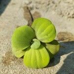 Pistia stratiotes Листок