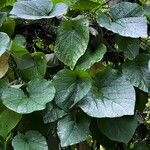 Aristolochia macrophylla Blatt