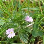 Euphrasia frigida Cvet