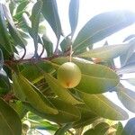Mimusops coriacea Fruit