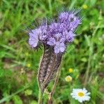 Phacelia tanacetifoliaKwiat